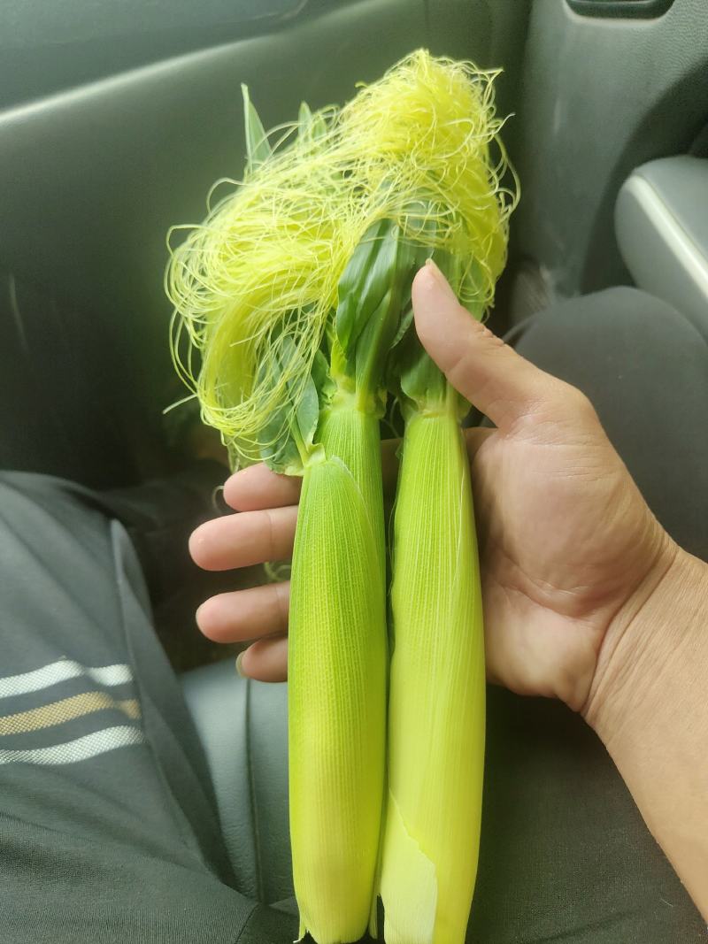 我要卖新鲜玉米笋