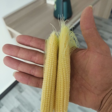 我要卖新鲜玉米笋