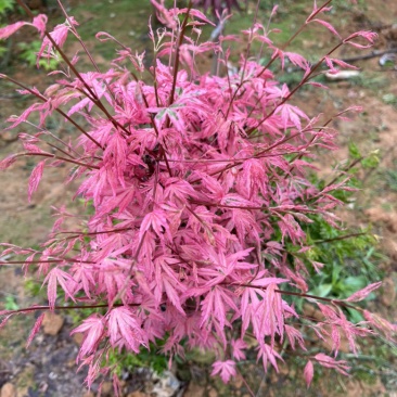 泰勒枫树小苗日本红枫品种枫树苗根系发达成活率高