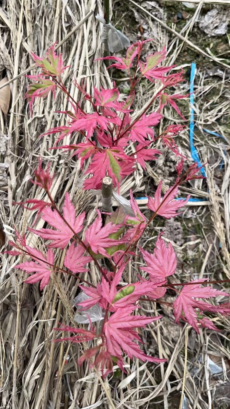 泰勒枫树小苗日本红枫品种枫树苗根系发达成活率高