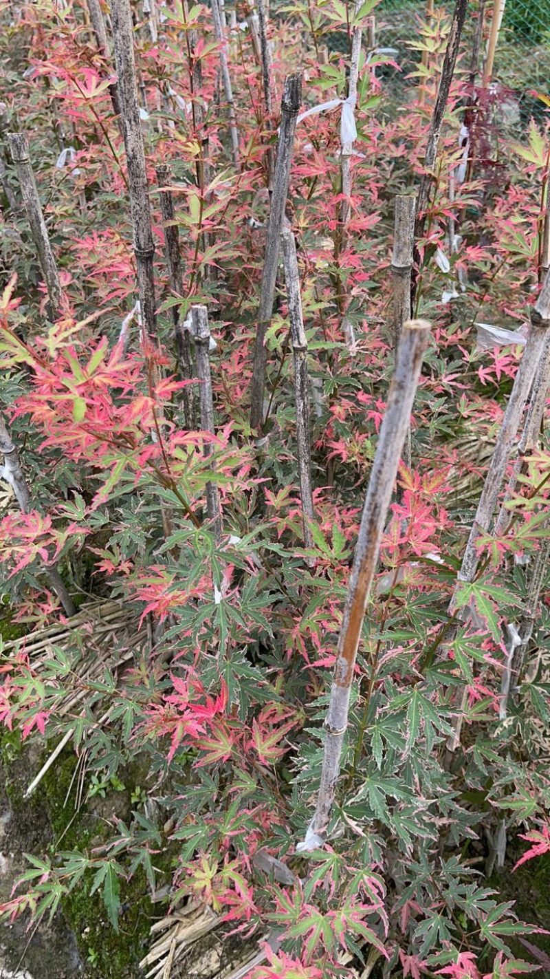 泰勒枫树小苗日本红枫品种枫树苗根系发达成活率高