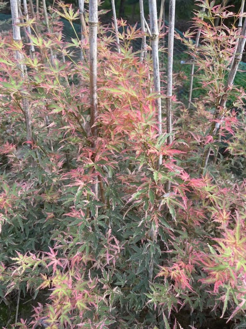 泰勒枫树小苗日本红枫品种枫树苗根系发达成活率高