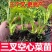 福州三叉空心菜种子500克
