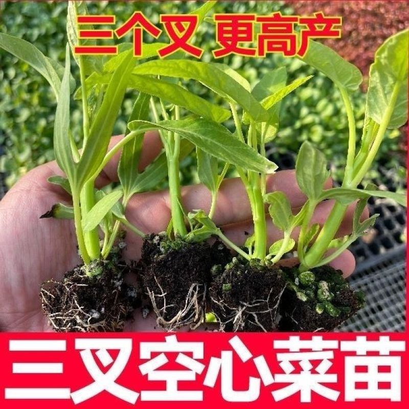 福州三叉空心菜种子500克