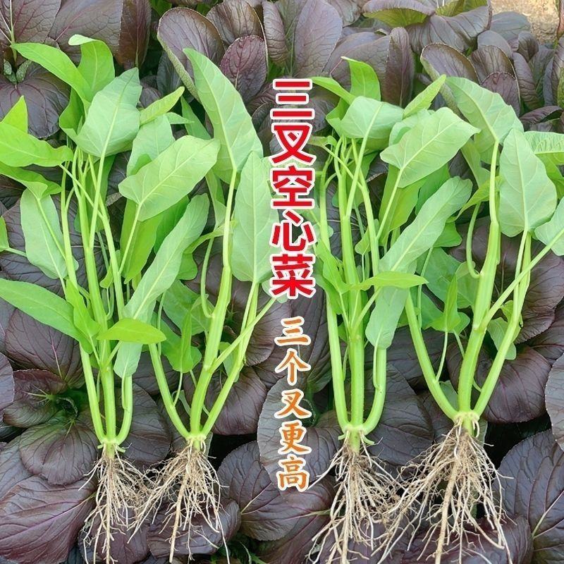 福州三叉空心菜种子500克