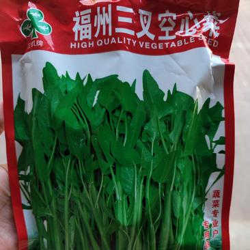 福州三叉空心菜种子500克