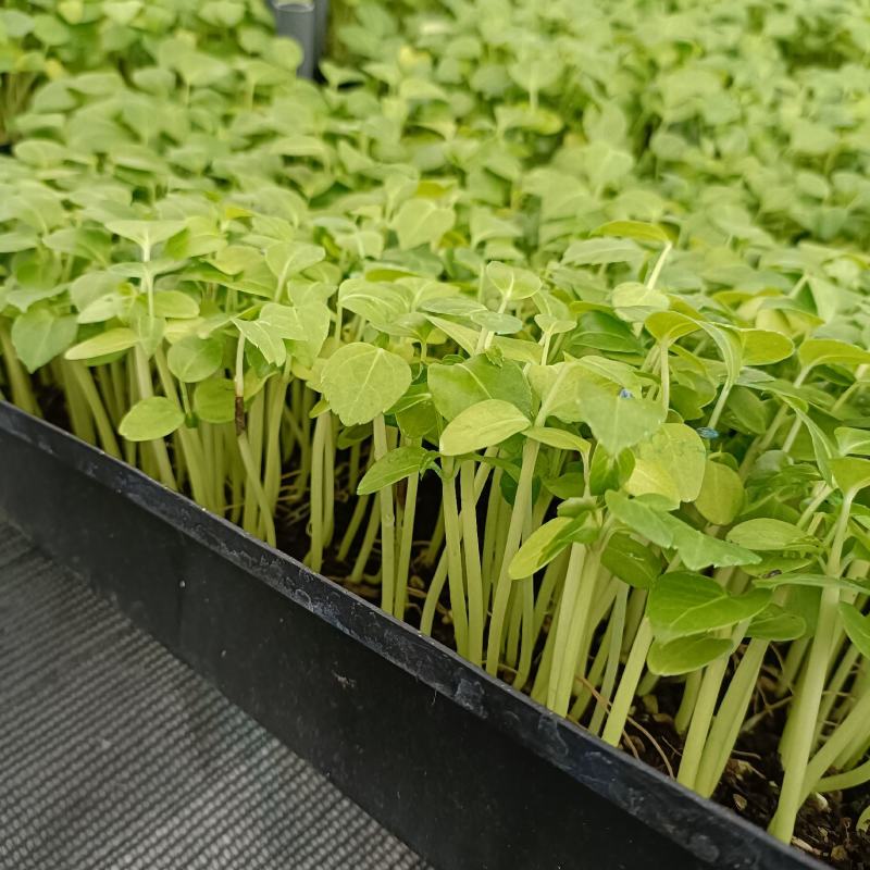 大叶伞种苗澳洲鸭脚木室内观叶绿植盆栽植物净化空气美观
