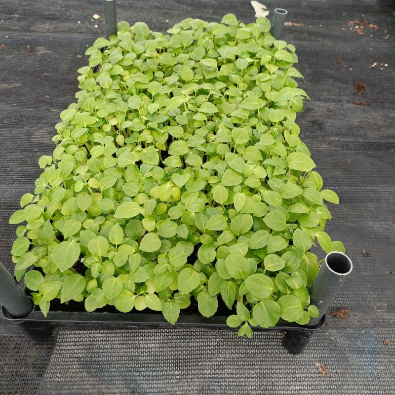 大叶伞种苗澳洲鸭脚木室内观叶绿植盆栽植物净化空气美观