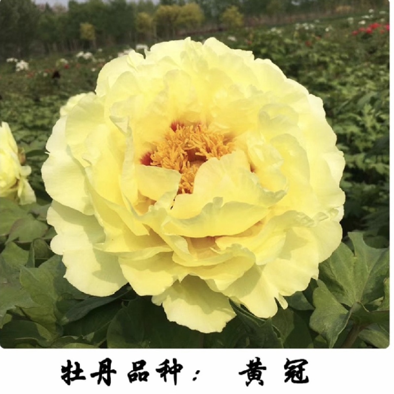 【牛商推荐】黄冠牡丹价格优惠大量供应全国新老客商保证品质