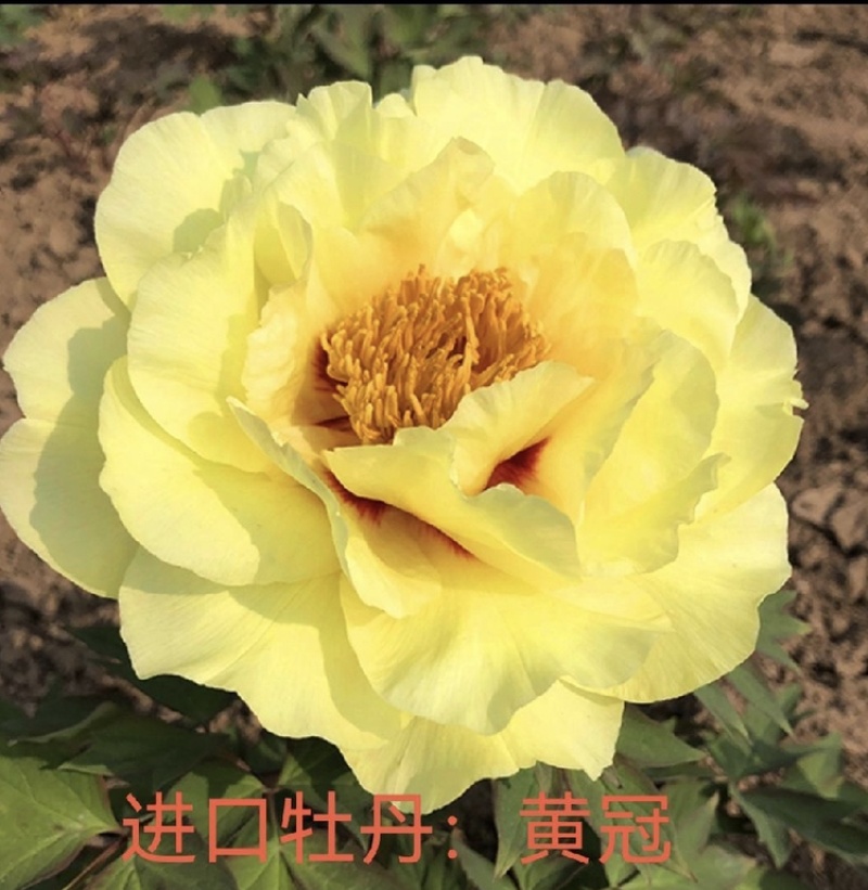 【牛商推荐】黄冠牡丹价格优惠大量供应全国新老客商保证品质