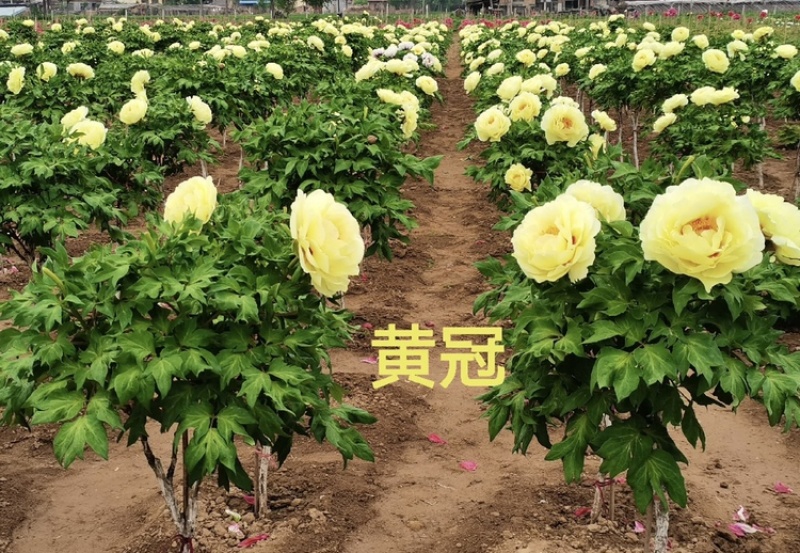 【牛商推荐】黄冠牡丹价格优惠大量供应全国新老客商保证品质