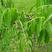 药材黄柏种子黄檗圆柏檗木黄菠萝籽川黄柏种子绿化林品质保证