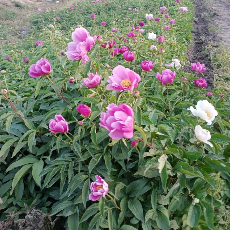 优质芍药杯苗，大量现货，价格美丽