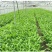 c三叉空心菜种子500克