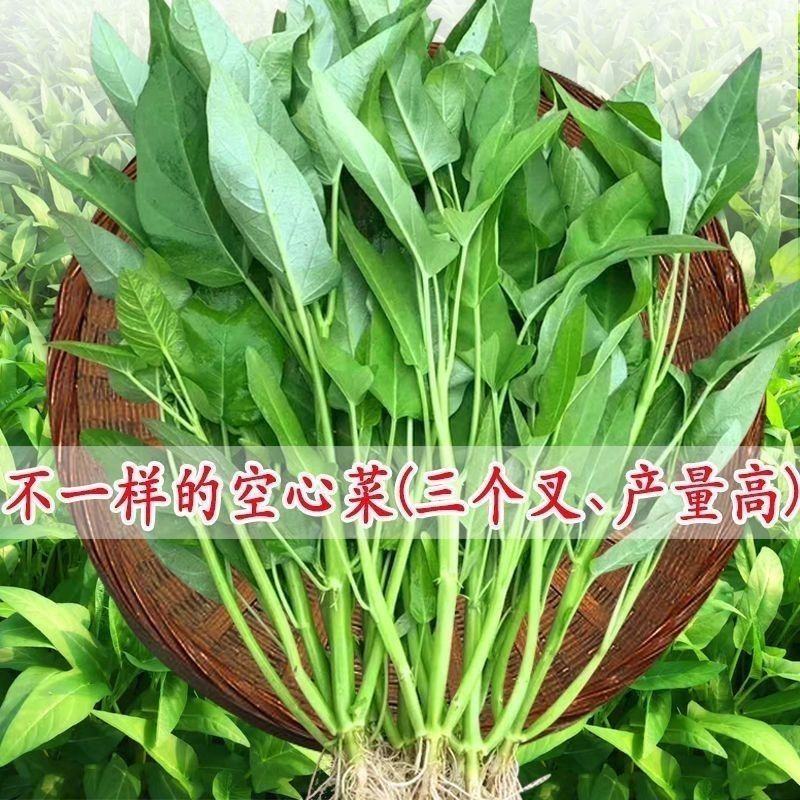 c三叉空心菜种子500克
