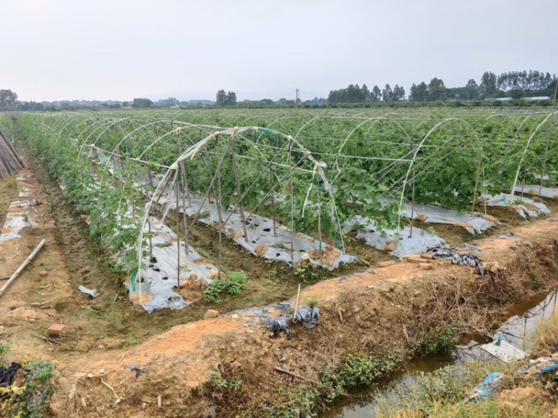 丝瓜拱棚杆吊瓜育苗杆立柱遮阳网立柱豆角拱棚