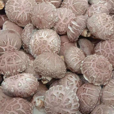 鲜香菇