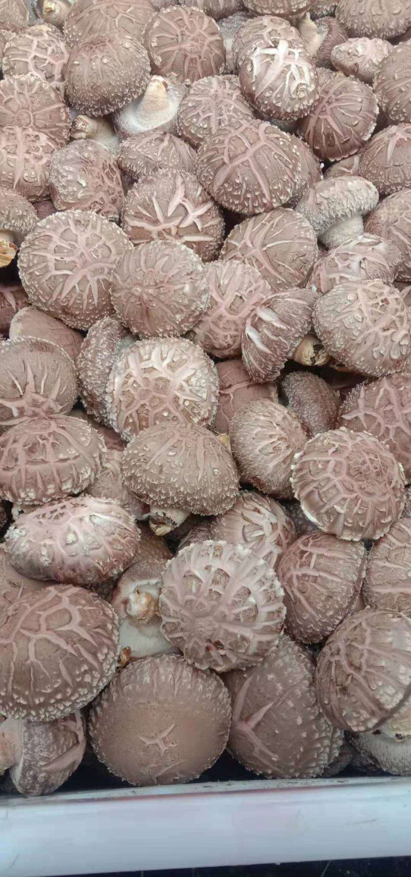 鲜香菇