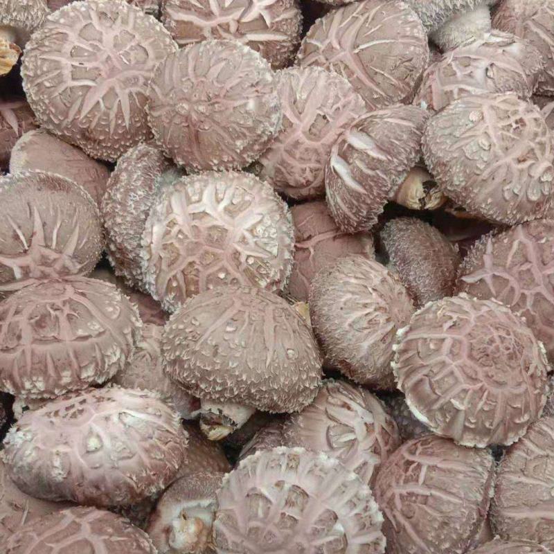 鲜香菇