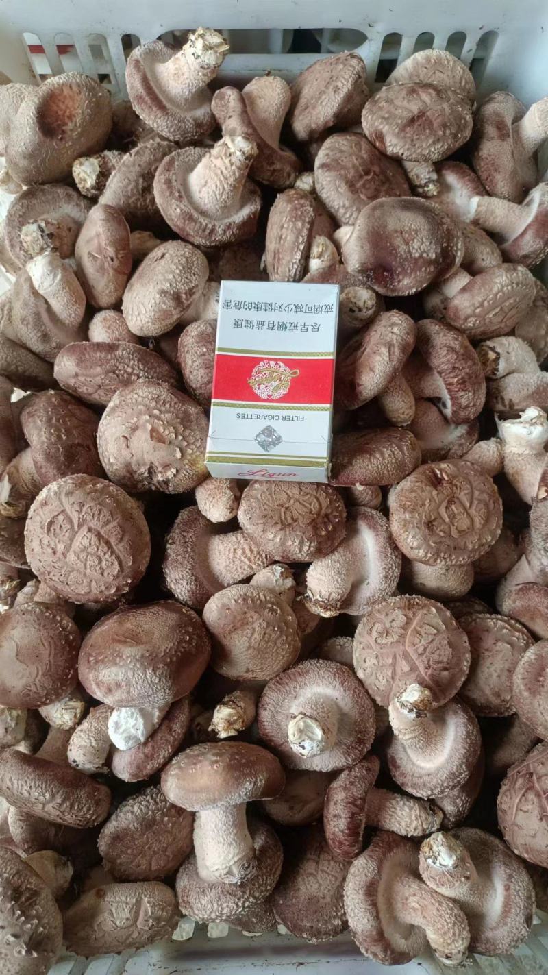 鲜香菇