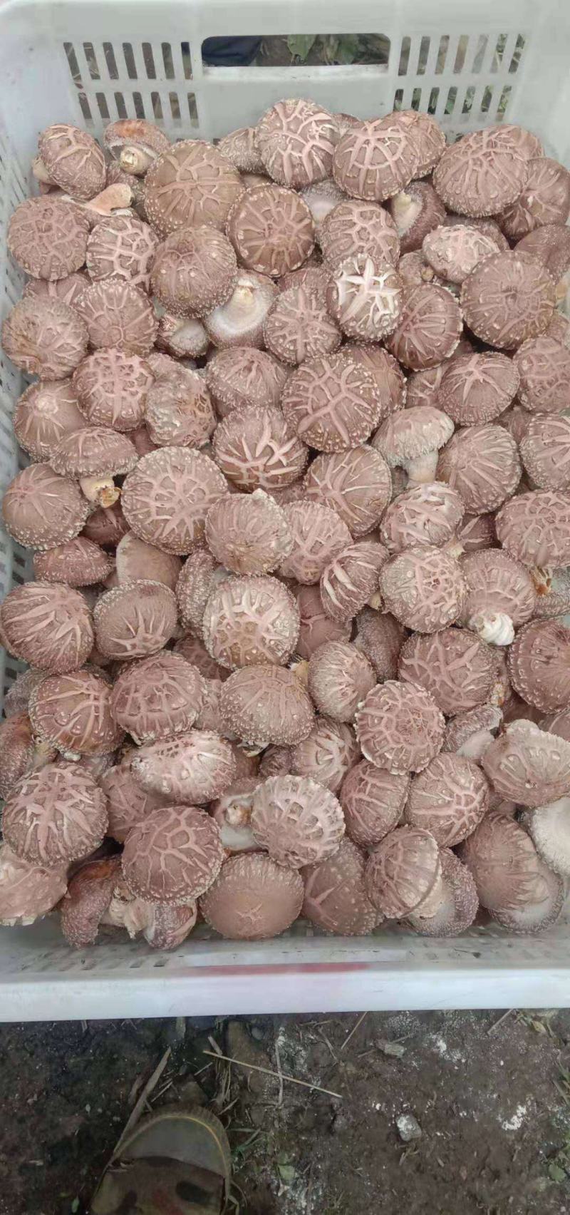 鲜香菇