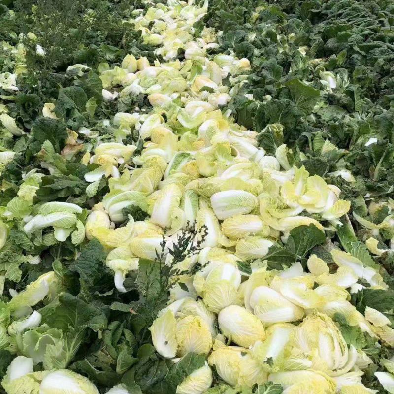 精品大小娃娃菜五一大量上市