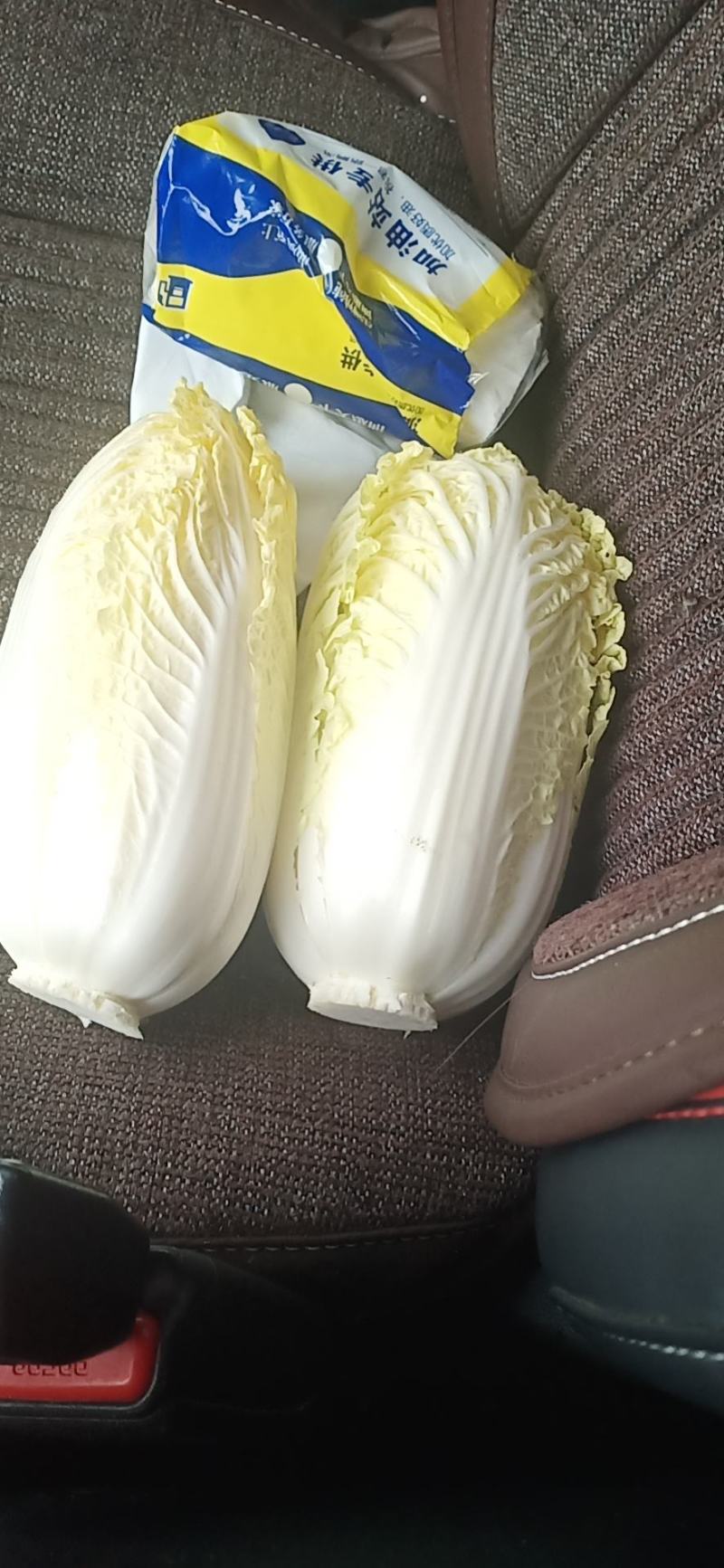精品大小娃娃菜五一大量上市