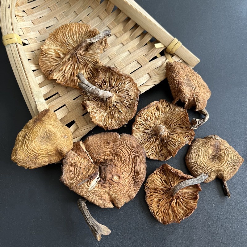 东北野生榛蘑