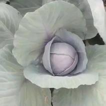 米罗紫廿兰，棚种植，颜色好，口感脆。