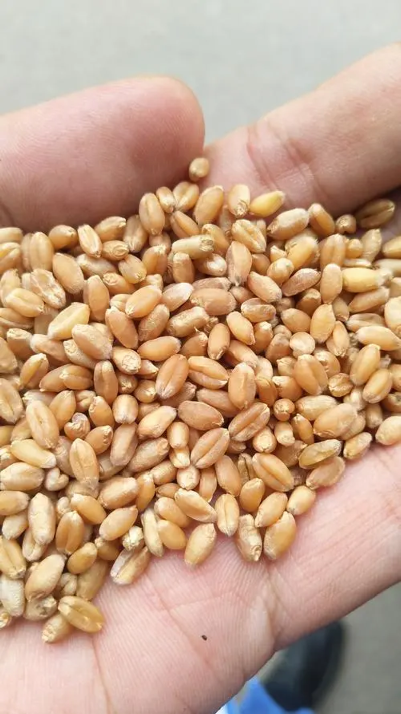 优选麦子，小麦粒，麦仁现货产地发，一手货源，量大从优