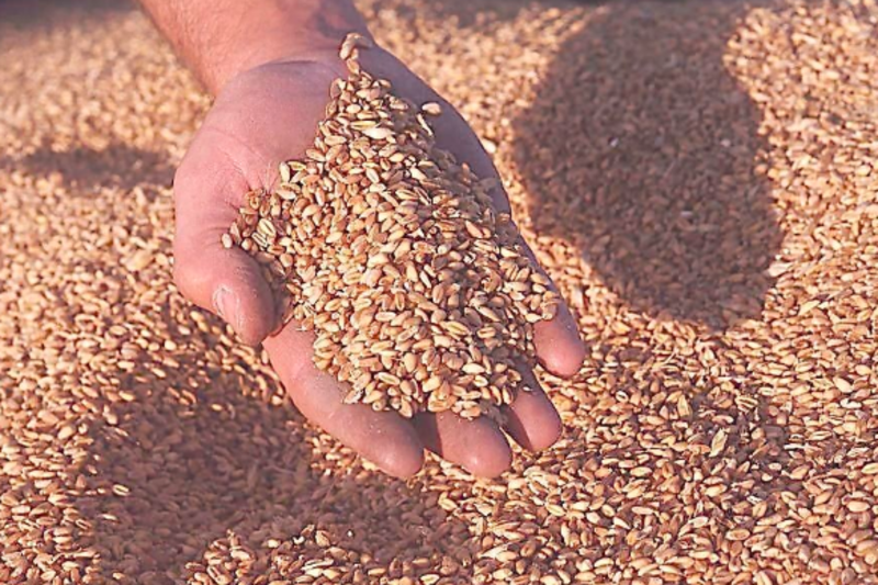 优选麦子，小麦粒，麦仁现货产地发，一手货源，量大从优