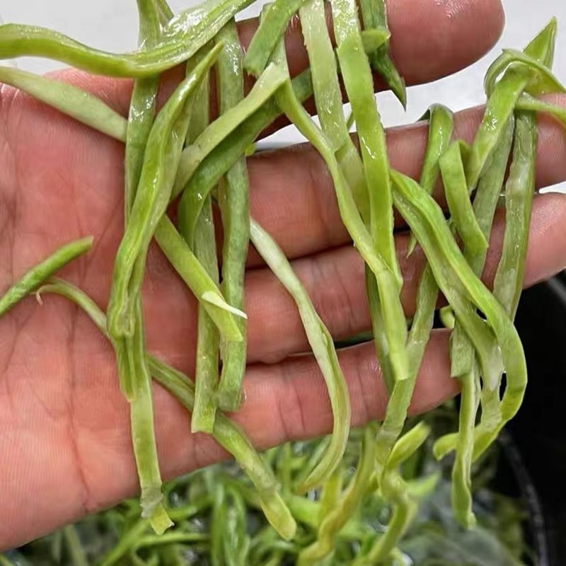 东北特产新货油豆角丝农家自然晾晒脱水无添加500g包邮