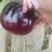 红气球紫光圆茄，大棚种植，色度好，个头均