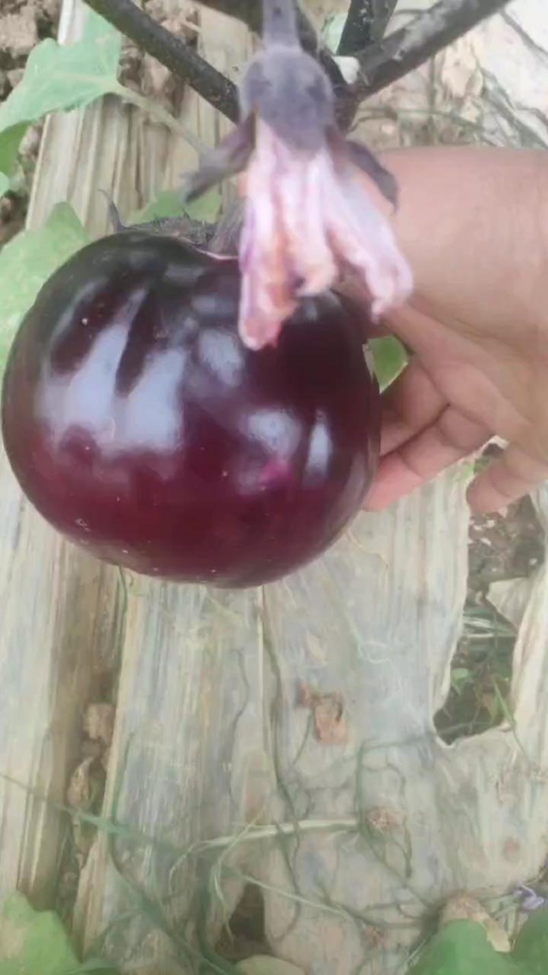 红气球紫光圆茄，大棚种植，色度好，个头均