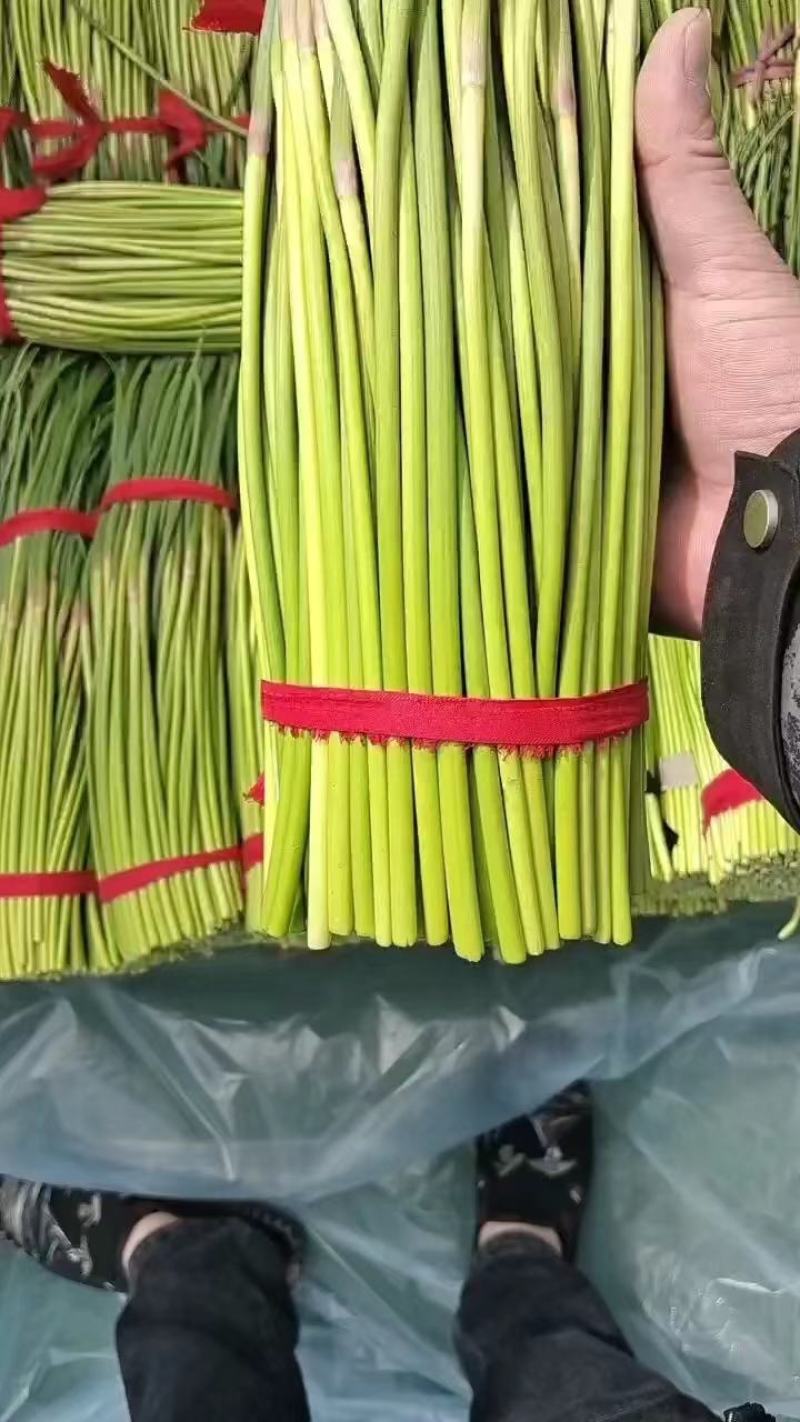 精品新鲜蒜苔产地直销，一手货源，代发全国