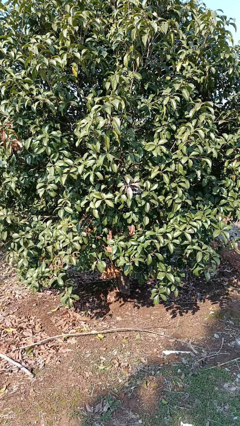 桂花树，量大树优，诚信经营，欢迎合作