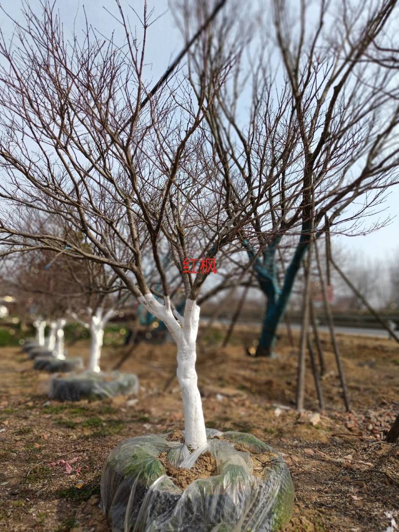 红枫，大量供应树优价低，诚信经营，欢迎合作