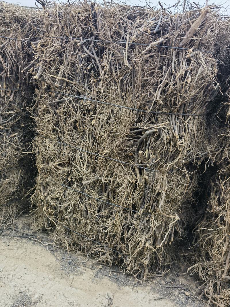 南板蓝根云南产地批发包检板蓝根高含量南板蓝根