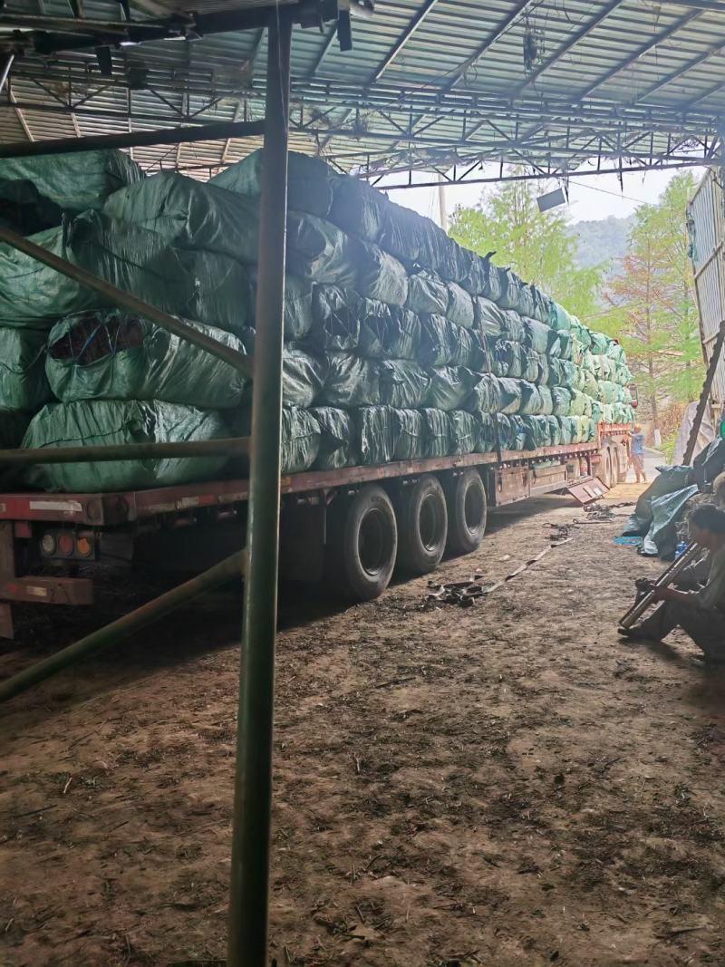 南板蓝根云南产地批发包检板蓝根高含量南板蓝根