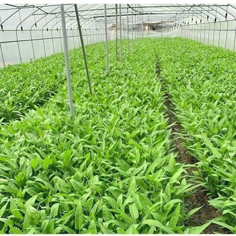 泰国空心菜种子，500克，高产脆嫩