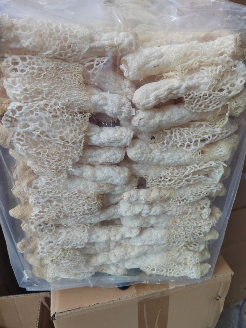 红托竹荪13-15