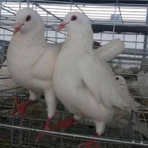 精品广东白王鸽，肉质肥美个头均匀，8.5两起步当天现货供应