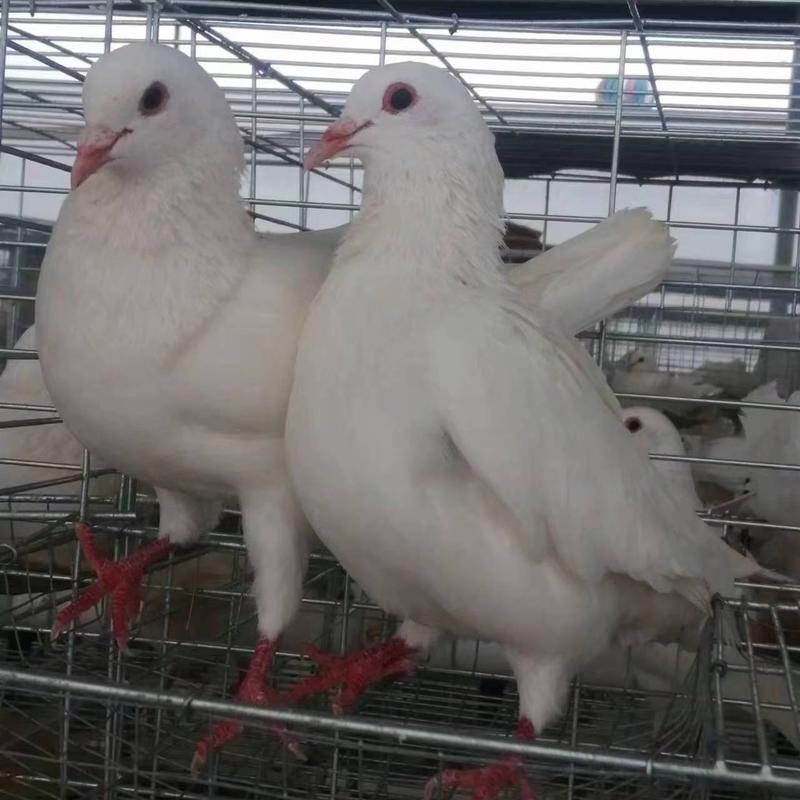 精品广东白王鸽，肉质肥美个头均匀，8.5两起步当天现货供应