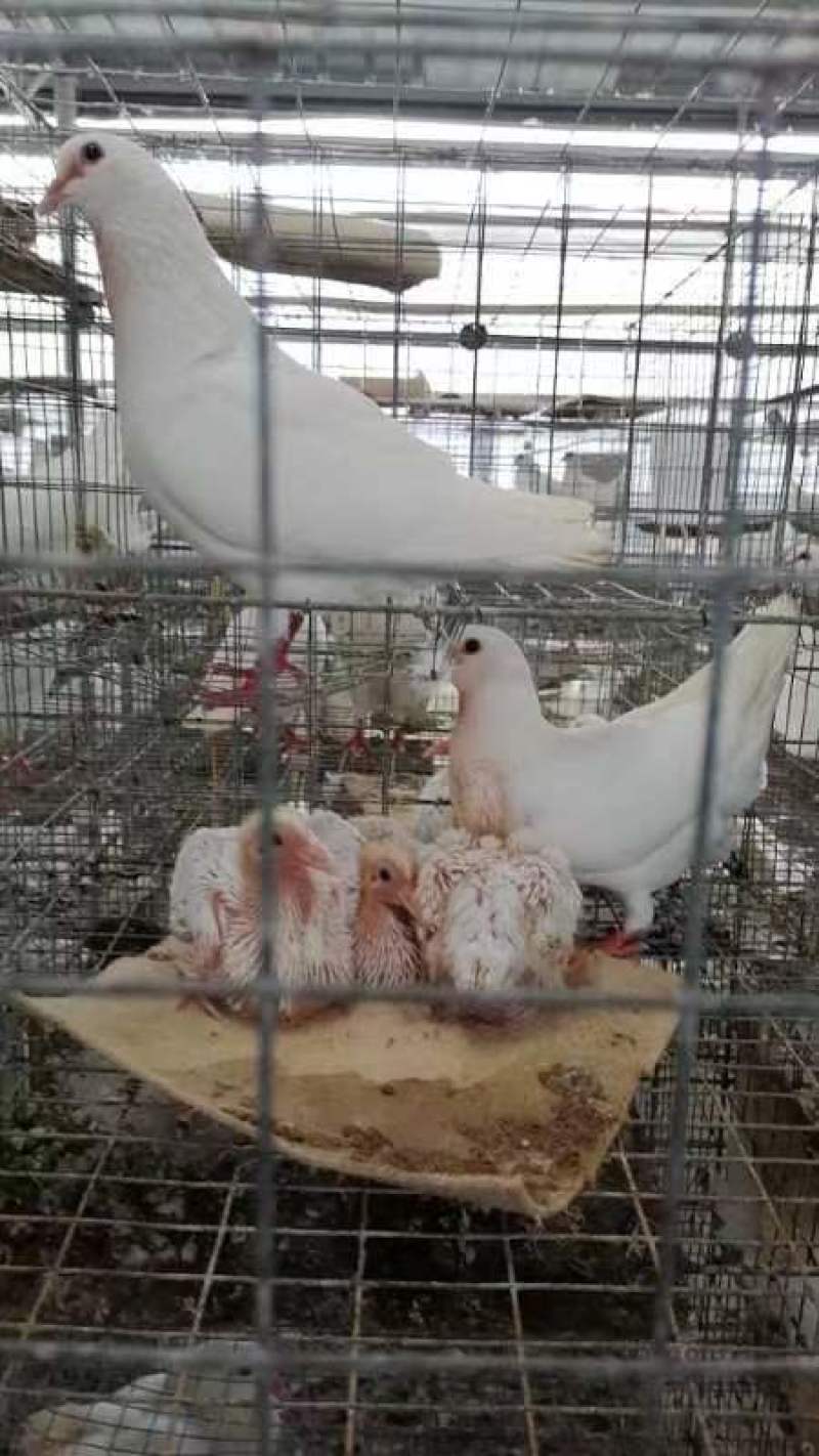 精品广东白王鸽，肉质肥美个头均匀，8.5两起步当天现货供应