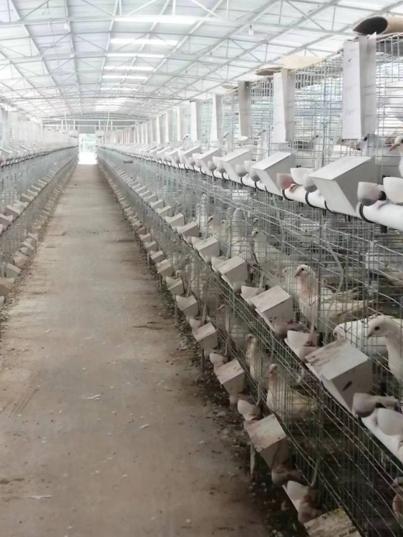精品广东白王鸽，肉质肥美个头均匀，8.5两起步当天现货供应