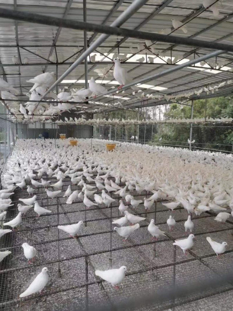 精品广东白王鸽，肉质肥美个头均匀，8.5两起步当天现货供应