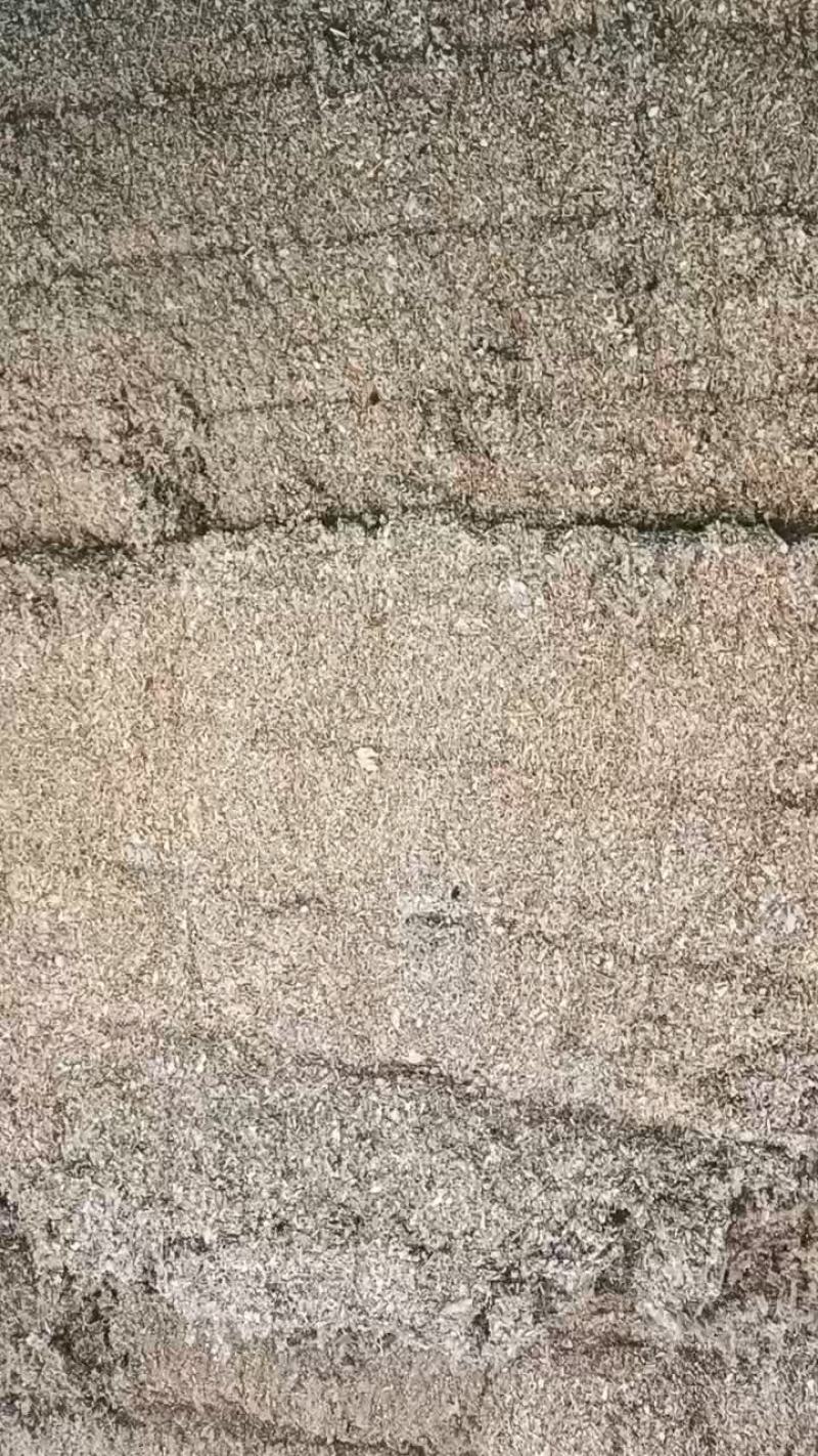 含棉仁的好棉籽精品棉渣无尘无土无垃圾无铁丝无垃圾