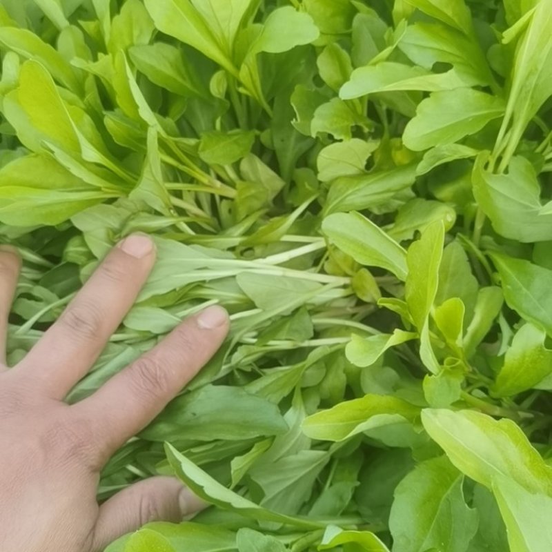 马兰头