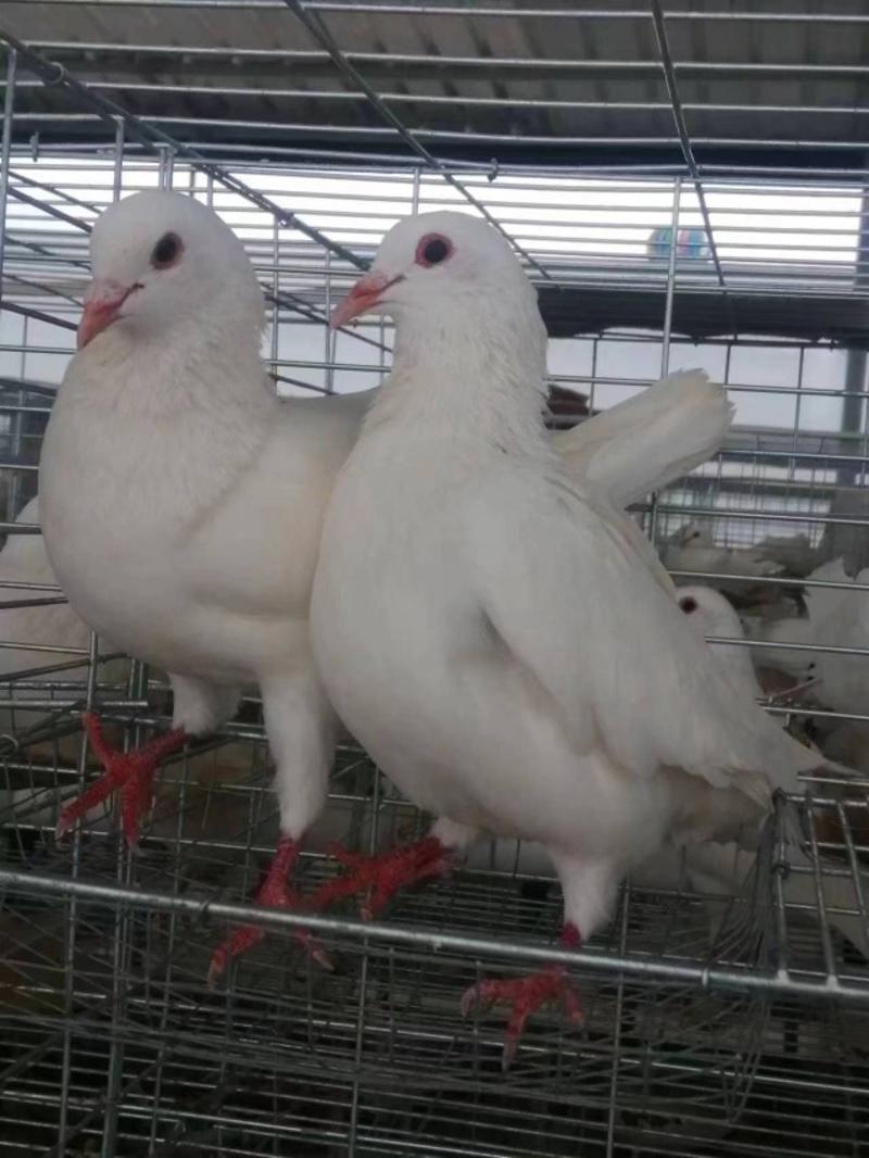 【精品现货】广东白王鸽，肉鸽乳鸽厂家供应，对接各大市场餐厅