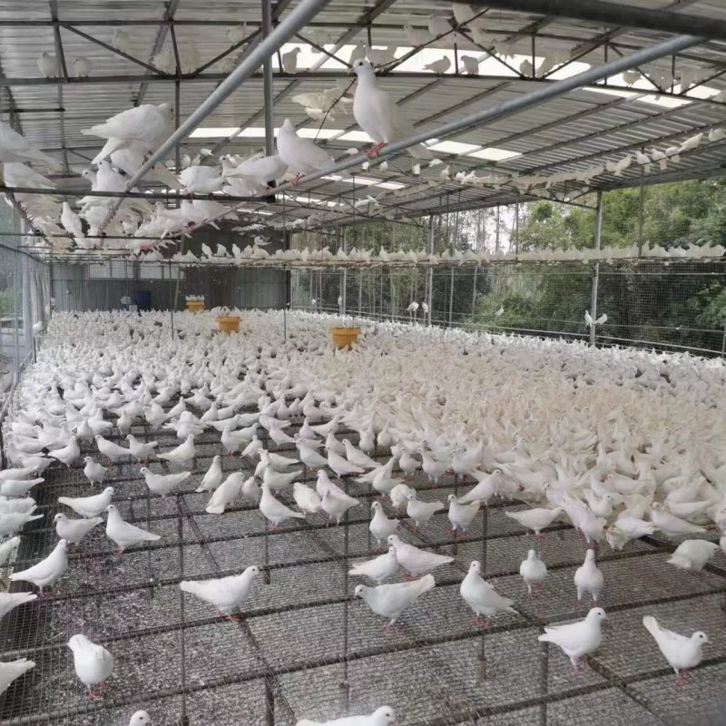 【精品现货】广东白王鸽，肉鸽乳鸽厂家供应，对接各大市场餐厅
